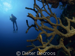 wide angle shot with reef and diver by Dieter Decroos 